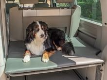 Reimo Dog Pad Hundeauflage für Kofferraum VW California, grau