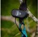 Vango Volt Stirnlampe, 150lm, blau