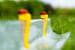 Wurmi Wasserstopclips, 20er-Pack