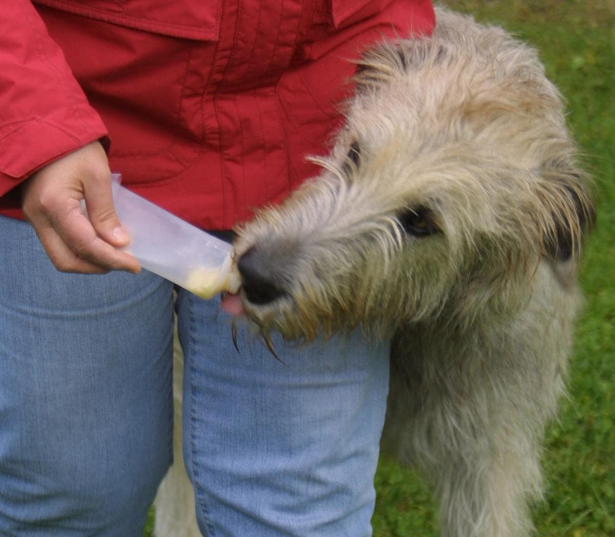 Hollow tilstødende Rytmisk BasicNature Squeeze Tuben für Hunde, 200ml bei Camping Wagner Campingzubehör