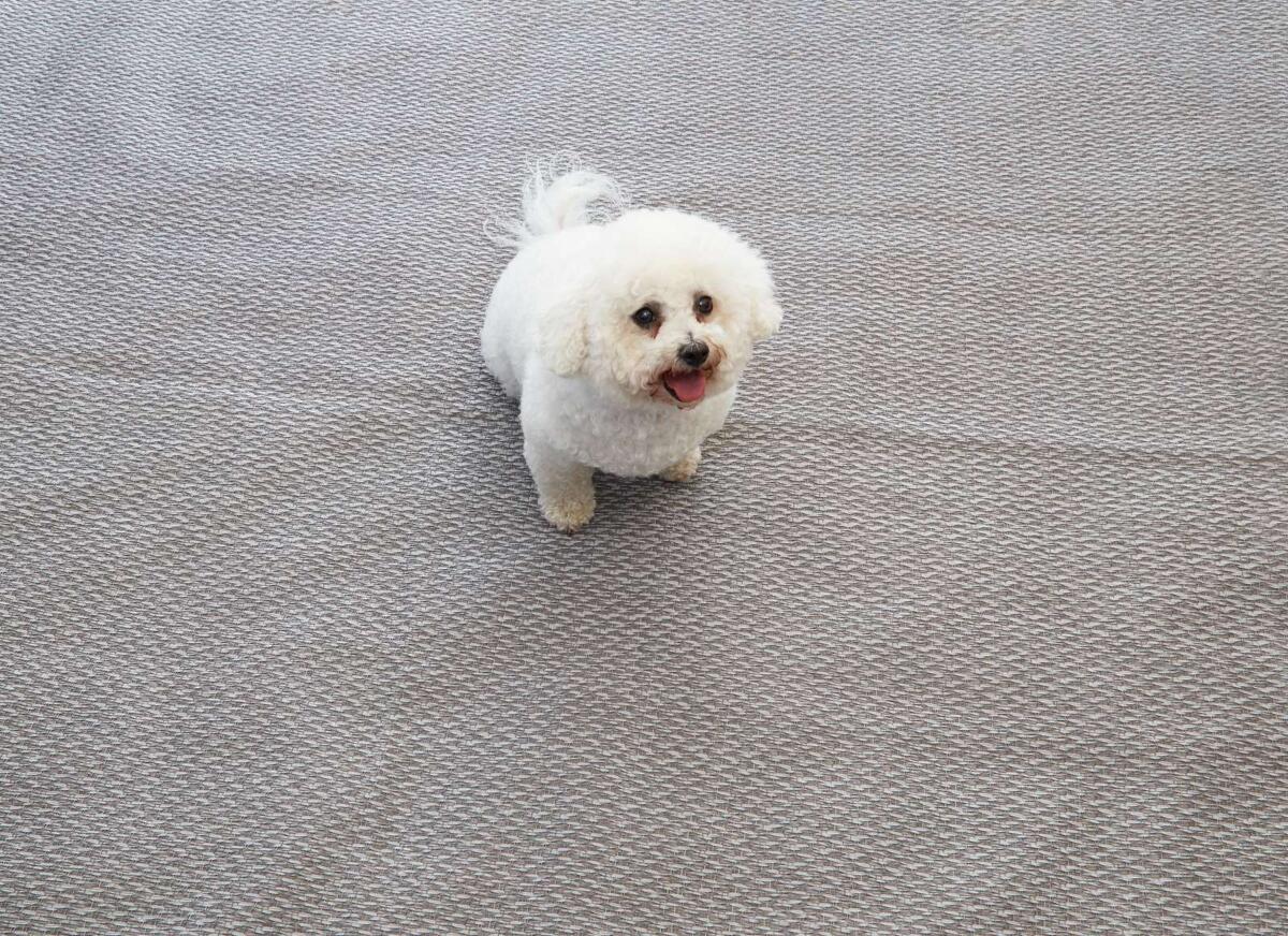 Isabella Flint Zeltteppich, 300x550cm